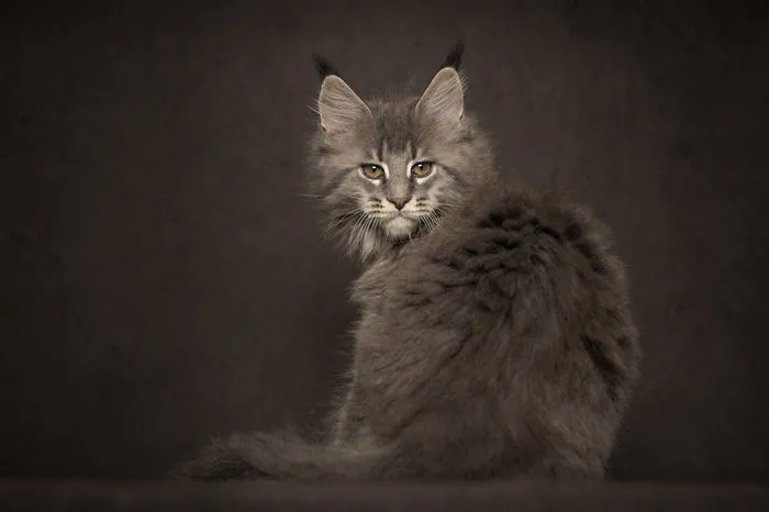 Mythical Beasts: Photographer Captures The Majestic Beauty Of Maine Coons