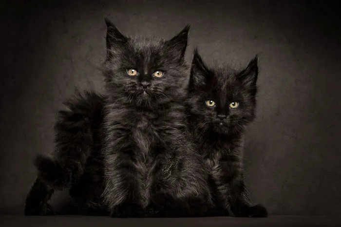 Mythical Beasts: Photographer Captures The Majestic Beauty Of Maine Coons