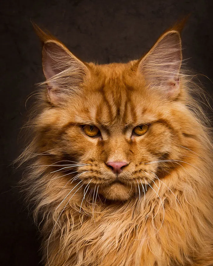 Mythical Beasts: Photographer Captures The Majestic Beauty Of Maine Coons