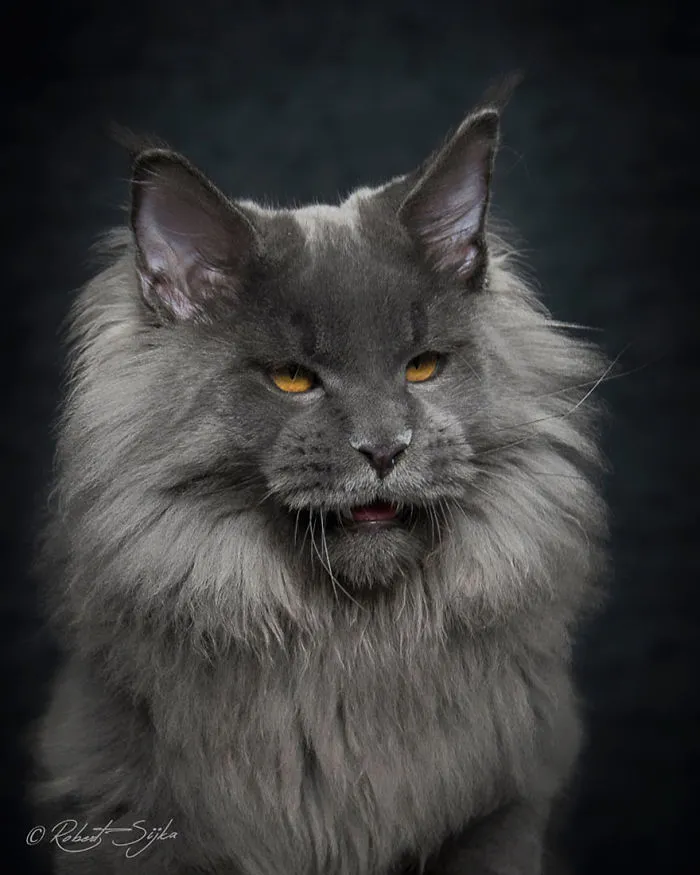 Mythical Beasts: Photographer Captures The Majestic Beauty Of Maine Coons