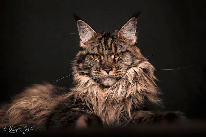 Mythical Beasts: Photographer Captures The Majestic Beauty Of Maine Coons