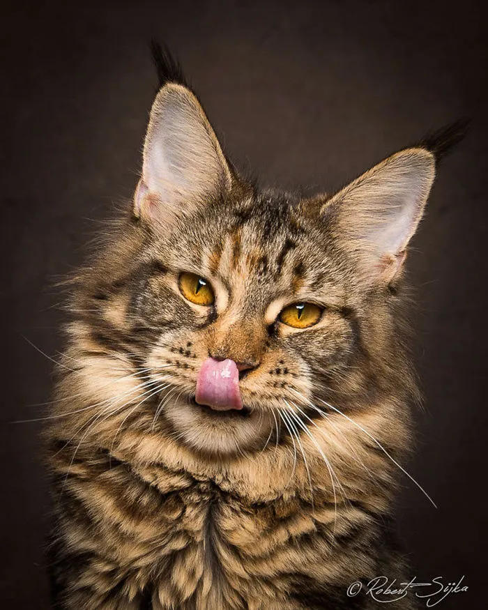 Mythical Beasts: Photographer Captures The Majestic Beauty Of Maine Coons
