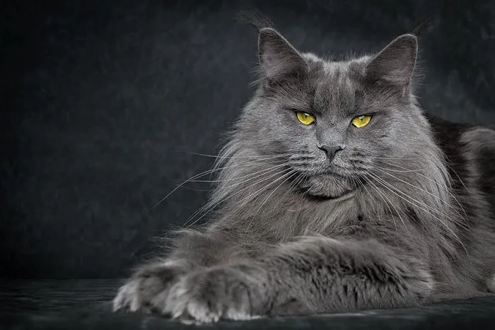 Mythical Beasts: Photographer Captures The Majestic Beauty Of Maine Coons