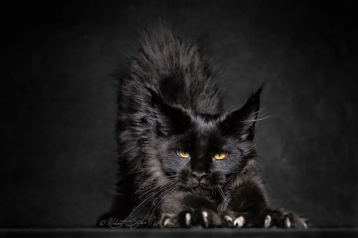 Mythical Beasts: Photographer Captures The Majestic Beauty Of Maine Coons