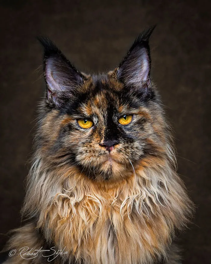 Mythical Beasts: Photographer Captures The Majestic Beauty Of Maine Coons