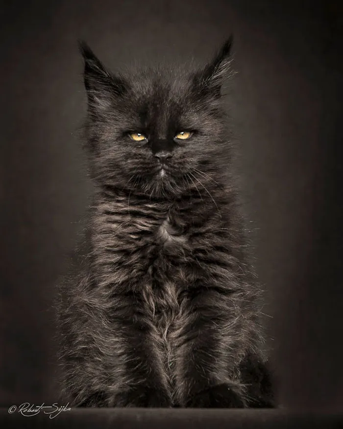 Mythical Beasts: Photographer Captures The Majestic Beauty Of Maine Coons