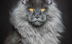 Mythical Beasts: Photographer Captures The Majestic Beauty Of Maine Coons