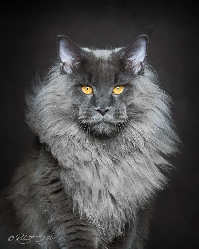 Mythical Beasts: Photographer Captures The Majestic Beauty Of Maine Coons