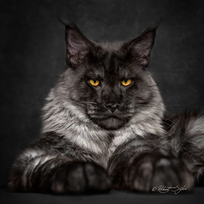 Mythical Beasts: Photographer Captures The Majestic Beauty Of Maine Coons