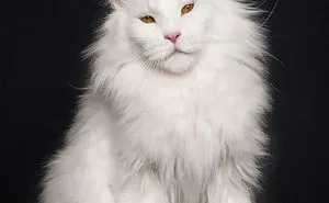 Mythical Beasts: Photographer Captures The Majestic Beauty Of Maine Coons