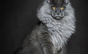 Mythical Beasts: Photographer Captures The Majestic Beauty Of Maine Coons