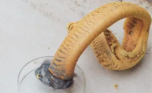 How To Open A Portal (Or Mercury(II) Thiocyanate Decomposition)