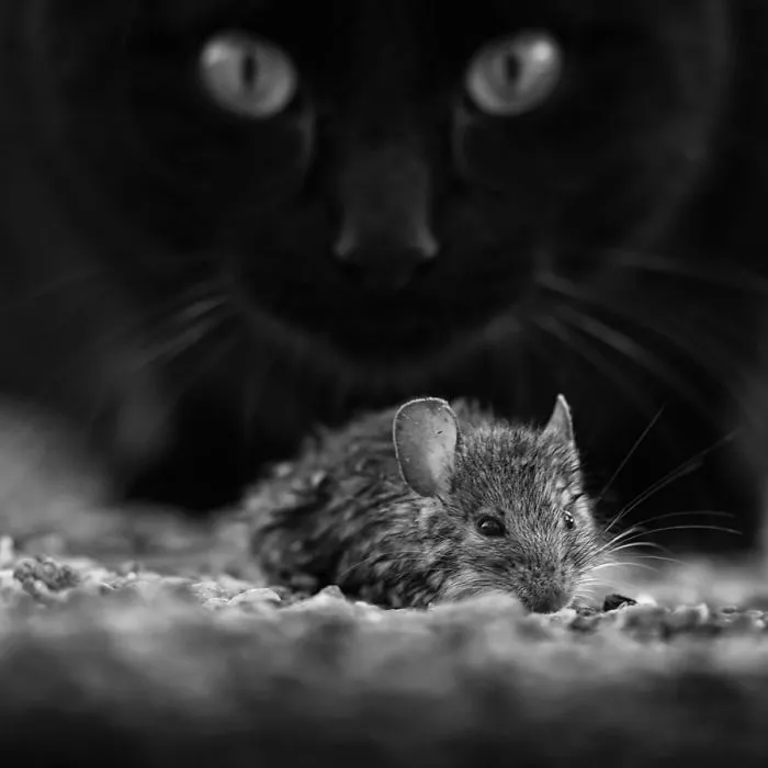 The Mysterious Lives Of Cats Captured In Black & White