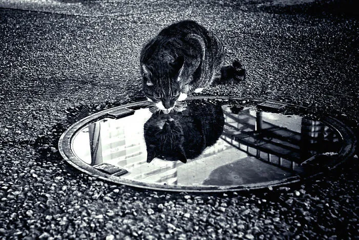 The Mysterious Lives Of Cats Captured In Black & White
