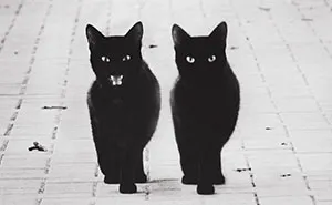 The Mysterious Lives Of Cats Captured In Black & White