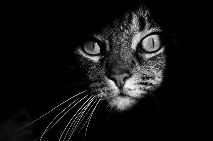 The Mysterious Lives Of Cats Captured In Black & White