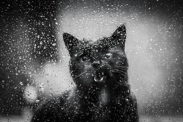 The Mysterious Lives Of Cats Captured In Black & White