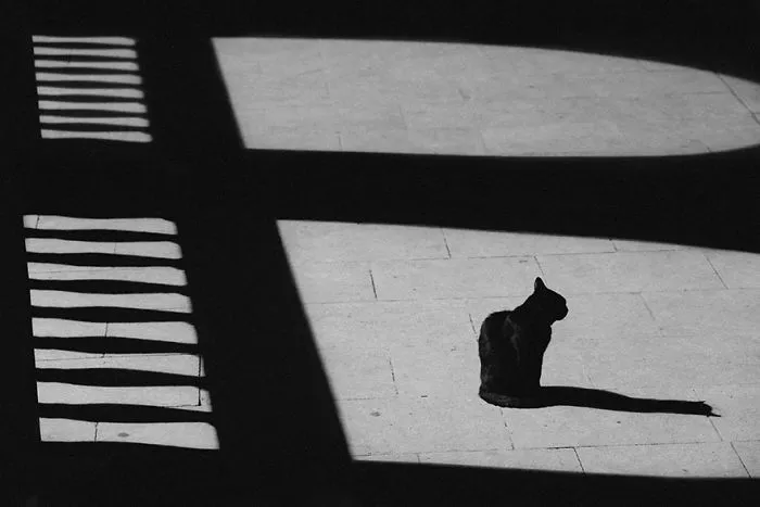 The Mysterious Lives Of Cats Captured In Black & White