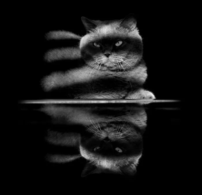 The Mysterious Lives Of Cats Captured In Black & White