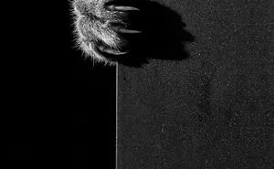 The Mysterious Lives Of Cats Captured In Black & White