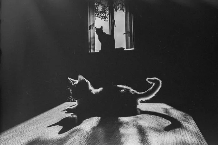 The Mysterious Lives Of Cats Captured In Black & White
