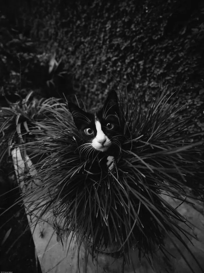 The Mysterious Lives Of Cats Captured In Black & White
