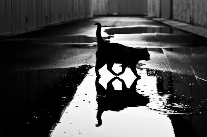 The Mysterious Lives Of Cats Captured In Black & White