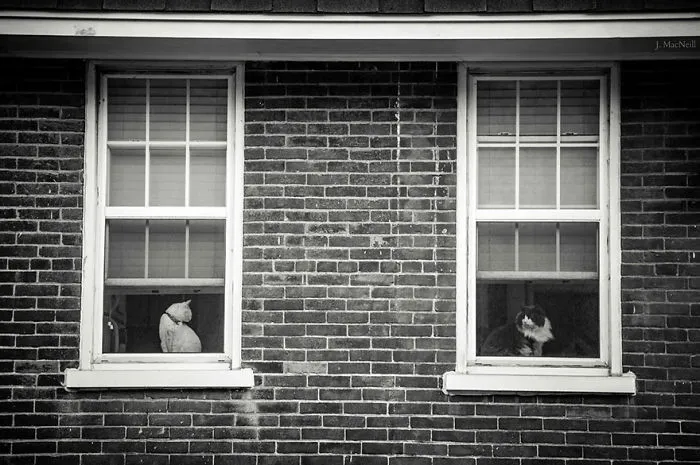 The Mysterious Lives Of Cats Captured In Black & White