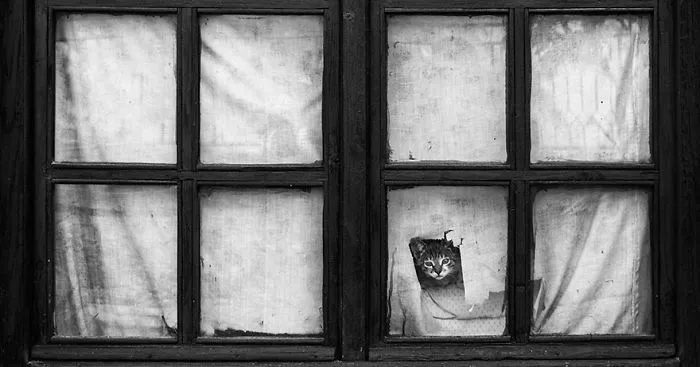 The Mysterious Lives Of Cats Captured In Black & White