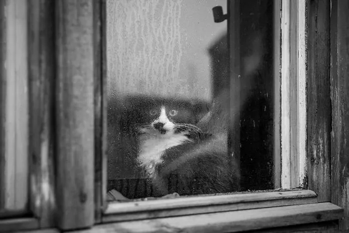 The Mysterious Lives Of Cats Captured In Black & White
