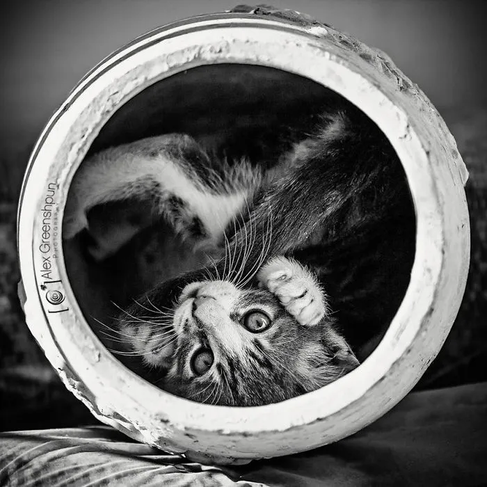 The Mysterious Lives Of Cats Captured In Black & White