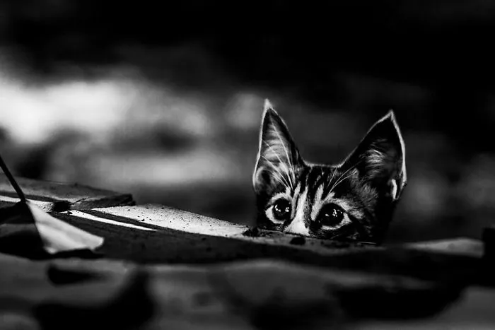 The Mysterious Lives Of Cats Captured In Black & White