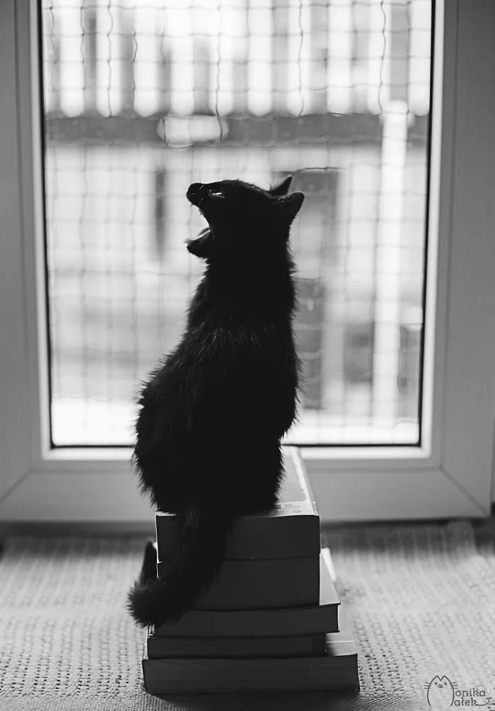 The Mysterious Lives Of Cats Captured In Black & White