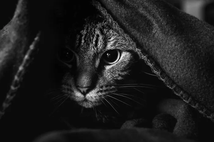 The Mysterious Lives Of Cats Captured In Black & White