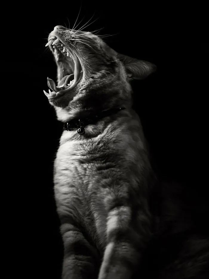 The Mysterious Lives Of Cats Captured In Black & White