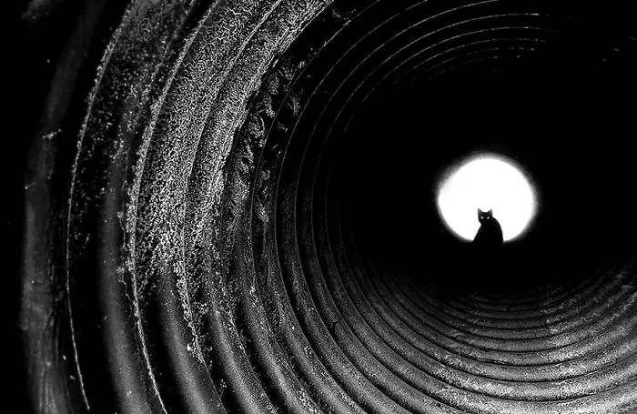 The Mysterious Lives Of Cats Captured In Black & White