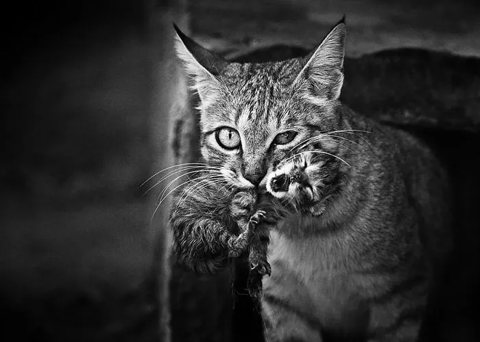 The Mysterious Lives Of Cats Captured In Black & White