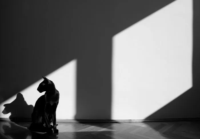 The Mysterious Lives Of Cats Captured In Black & White