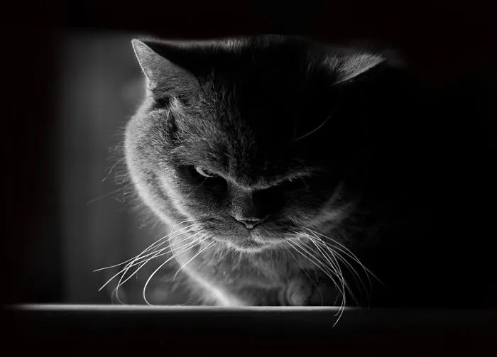 The Mysterious Lives Of Cats Captured In Black & White