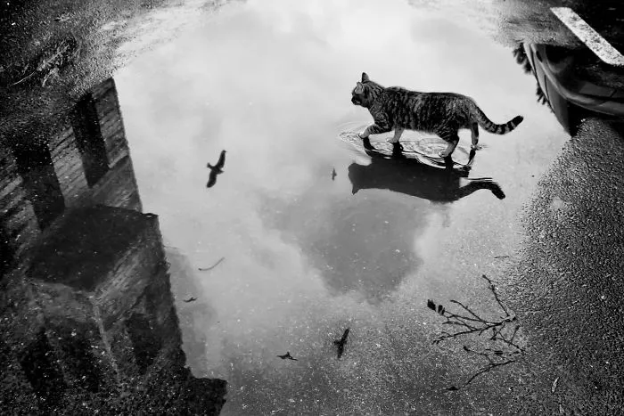 The Mysterious Lives Of Cats Captured In Black & White