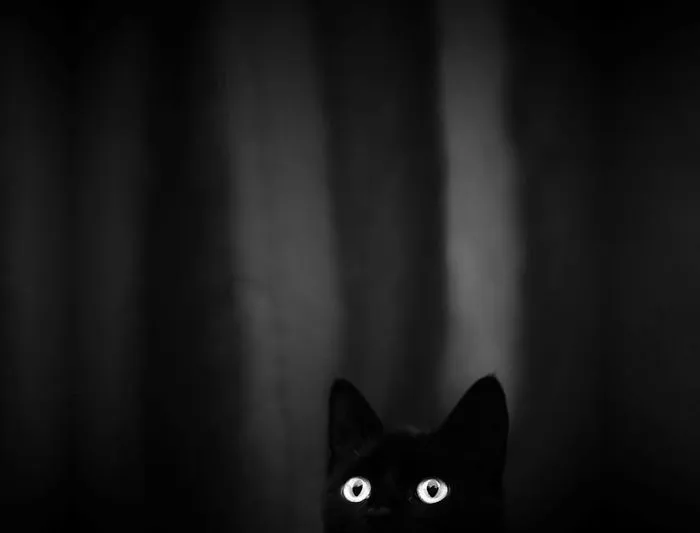 The Mysterious Lives Of Cats Captured In Black & White