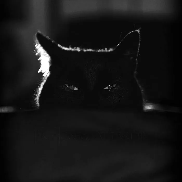 The Mysterious Lives Of Cats Captured In Black & White