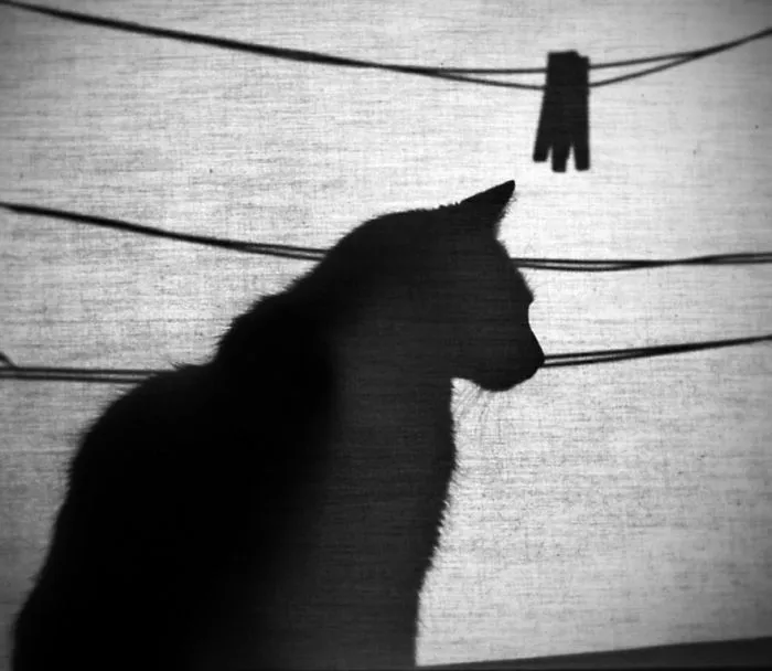 The Mysterious Lives Of Cats Captured In Black & White