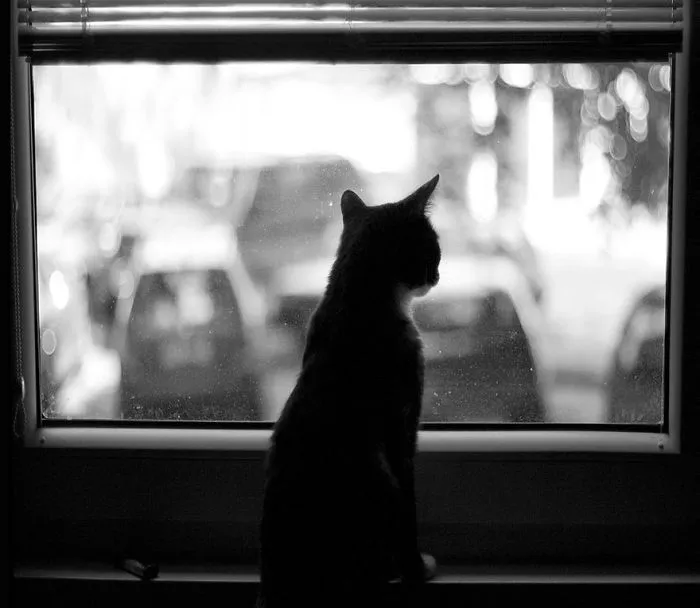 The Mysterious Lives Of Cats Captured In Black & White