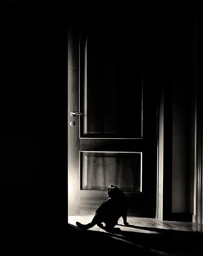 The Mysterious Lives Of Cats Captured In Black & White