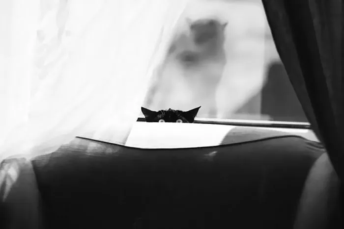 The Mysterious Lives Of Cats Captured In Black & White