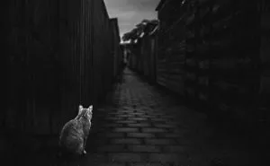 The Mysterious Lives Of Cats Captured In Black & White
