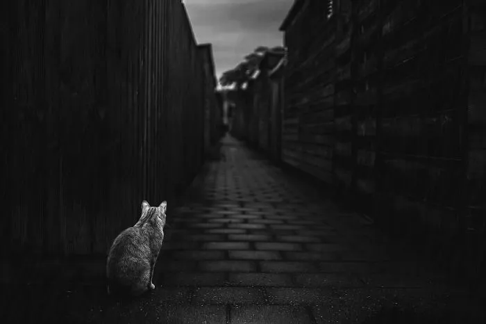 Mysterious Cat