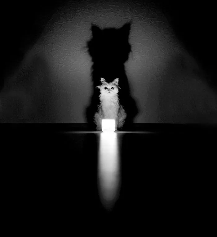 The Mysterious Lives Of Cats Captured In Black & White