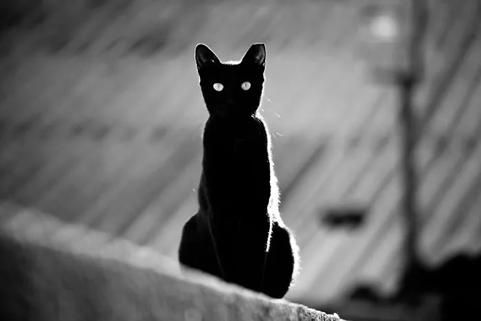 The Mysterious Lives Of Cats Captured In Black & White